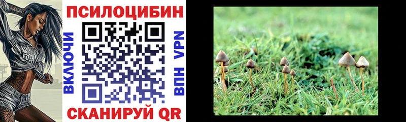Купить где  Сокол  Псилоцибиновые грибы Psilocybe 